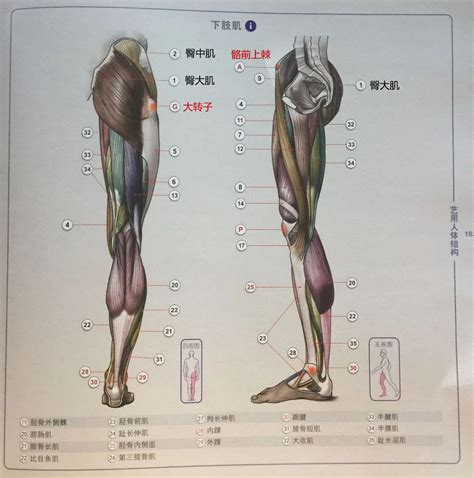 臀部|臀部解剖结构